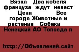  Вязка ! Два кобеля француза ,ждут  невест.. › Цена ­ 11 000 - Все города Животные и растения » Собаки   . Ненецкий АО,Топседа п.